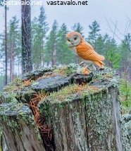 elinolosuhteet-vain-elottomille-linnuille