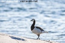 valkoposkihanhi