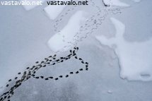rapylanjaljet-jaalla
