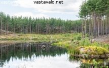 kunnostettu-kosteikko