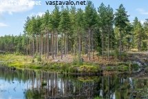 kunnostettu-kosteikko