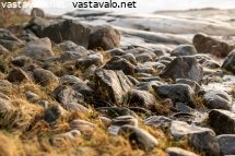 rantakivikko
