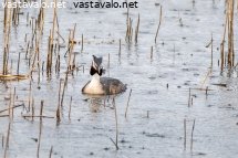silkkiuikku-sateessa