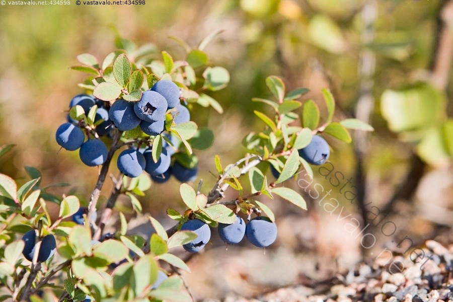 Kuva: Juolukka - Juolukka Vaccinium uliginosum kanervakasvi Ericaceae ...