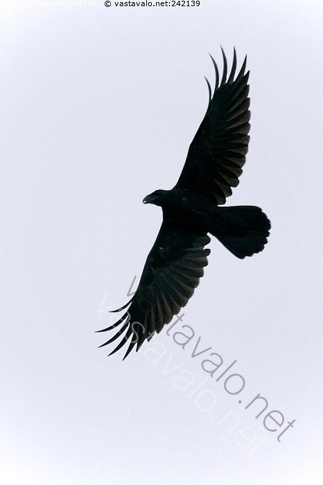 Kuva: Korppi - Korppi Corvus corax varislintu kaartaa lentää musta iso ...