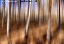 kevatmetsa