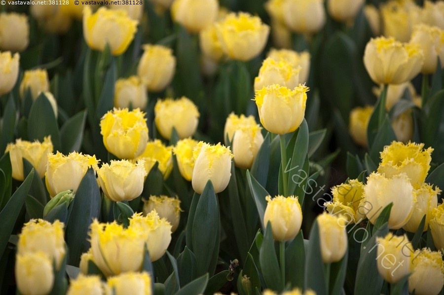 Kuva Keltaiset Tulppaanit Keltaiset Tulppaanit Tulppaani - 