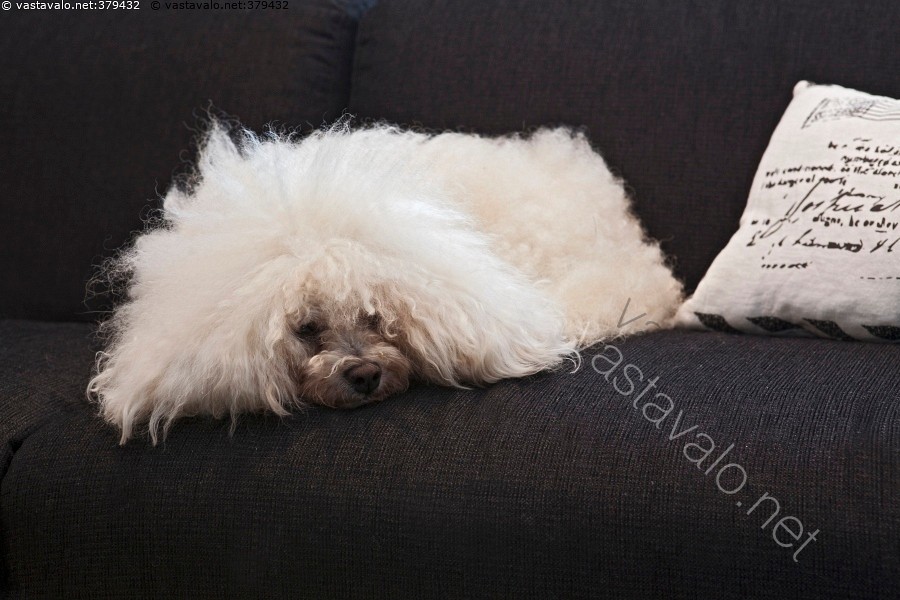 Kuva Bolognese sohvalla koira kääpiökoira sylikoira turkkikoira
