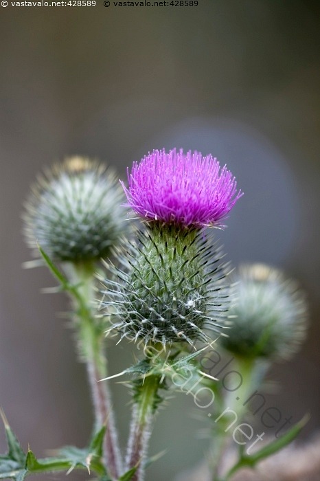 Kuva Piikkiohdake Ohdake Piikkiohdake Cirsium Vulgare Ohdakkeet Lila kuva-piikkiohdake-ohdake-piikkiohdake-cirsium-vulgare-ohdakkeet-lila