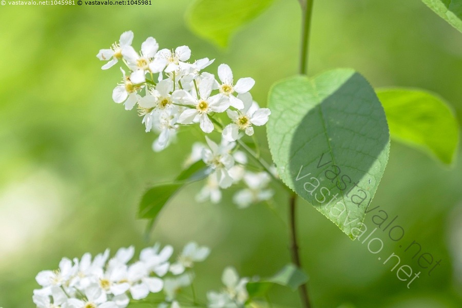 kuva-toukokuu-tuomi-prunus-padus-mets-tuomi-tuomen-valkoinen-kukka