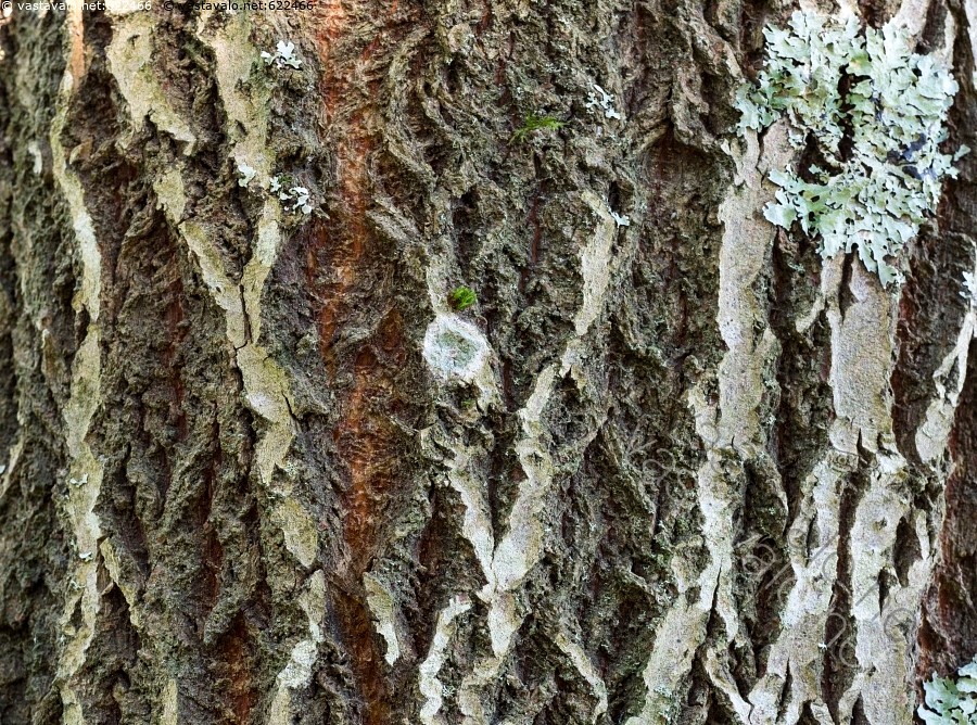 Lesbo julkkikset Sex Tape