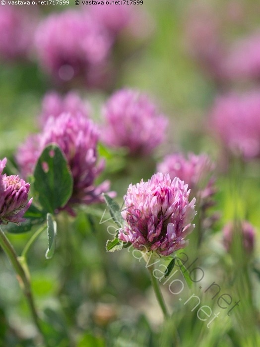 Kuva Punainen Apila Puna apila Trifolium Pratense Kasvit Kukat kuva-punainen-apila-puna-apila-trifolium-pratense-kasvit-kukat