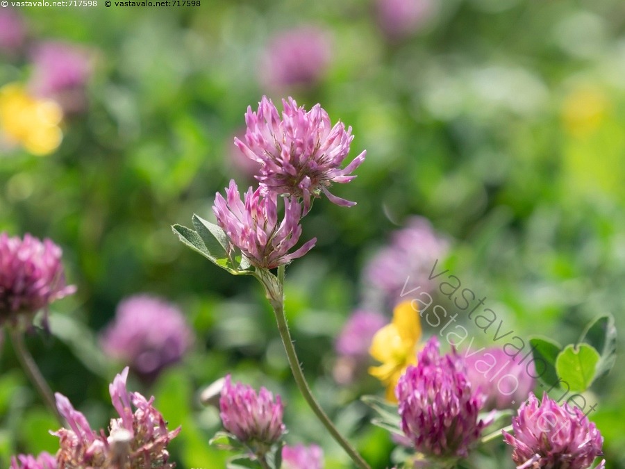 Kuva Apila Joutomaalla Puna apila Trifolium Pratense Kasvit Kukat kuva-apila-joutomaalla-puna-apila-trifolium-pratense-kasvit-kukat