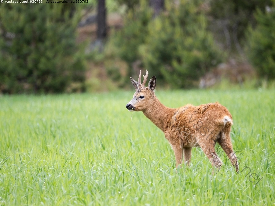 Kuva Pellolla El in Kauris Mets kauris Capreolus Capreolus Nis k s kuva-pellolla-el-in-kauris-mets-kauris-capreolus-capreolus-nis-k-s
