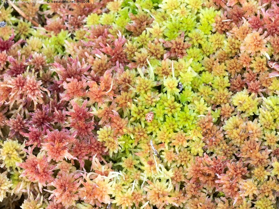 kuva-v-rik-s-sammal-rahkasammal-sphagnum-sammal-sammalet-sammaleet