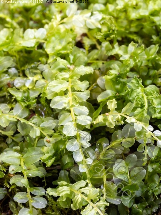 Kuva Vihre Lehv sammalet Lehv sammal Lehv sammale Mniaceae Sammal kuva-vihre-lehv-sammalet-lehv-sammal-lehv-sammale-mniaceae-sammal