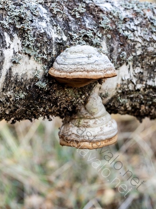 Kuva Taulak p K p K v t Taulak p Fomes Fomentarius kuva-taulak-p-k-p-k-v-t-taulak-p-fomes-fomentarius