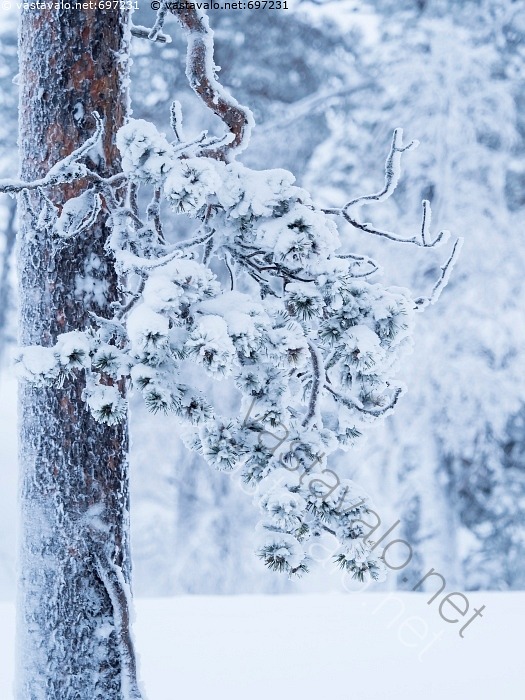 Kuva Kuurainen Puu Puu M nty Honka Pet j Pinus Sylvestris Kuura kuva-kuurainen-puu-puu-m-nty-honka-pet-j-pinus-sylvestris-kuura