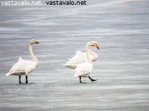 joutsenet-jaalla