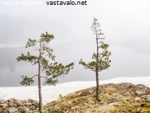 kitukasvuiset