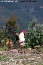 Tomboy lesbo suku puoli video