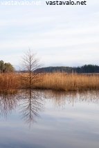 puun-kuvajainen