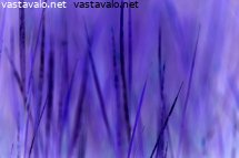 syvalla-ruohikossa