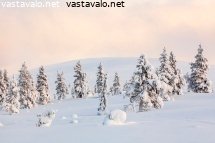 kuuset-tunturissa
