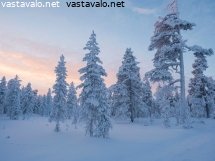 metsassa