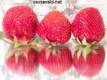 kolme-mansikkaa