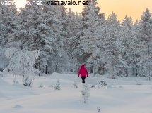 menee-metsaan
