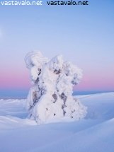 tykkypuu