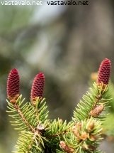 Kuva: Kuusi - Picea abies metsäkuusi kukinta kukinto puu kuusi kuusen ...