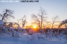 tunturikoivut
