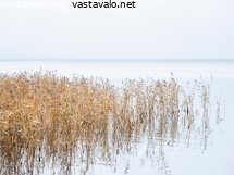 ruovikko