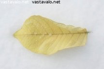 valkoisen-joulutahden-lehti