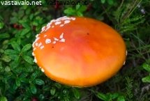 epavalmis-karpassieni