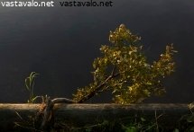 veden-rajassa