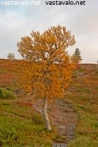 maalauksenomainen-tunturikoivu