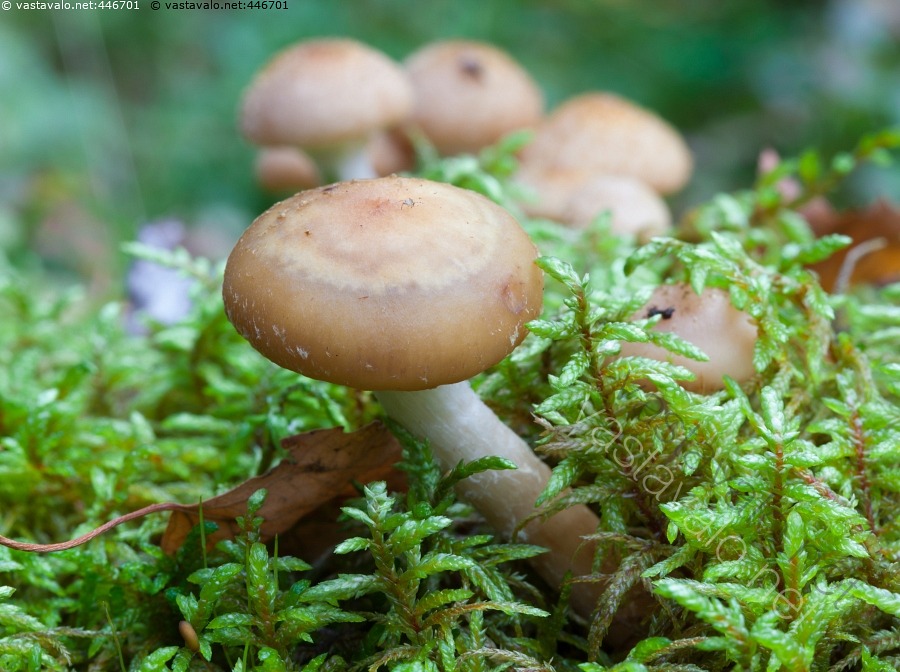 kuva-koivunkantosieni-fungi-koivunkantosieni-kuehneromyces-pholiota