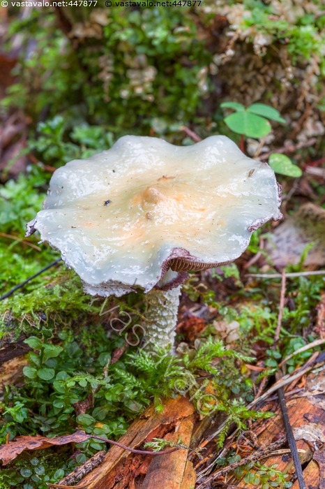 kuva-viherkaulussieni-fungi-stropharia-aeruginosa-viherkaulussieni