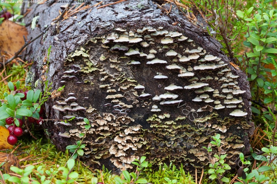 kuva-kynsik-v-t-fungi-trichaptum-kynsik-p-k-p-k-v-t-lahopuu