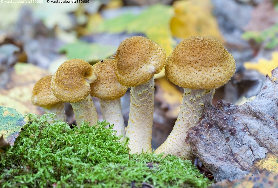 kuva-nuijamesisieni-armillaria-lutea-upeat-sienet-sieni-armillaria