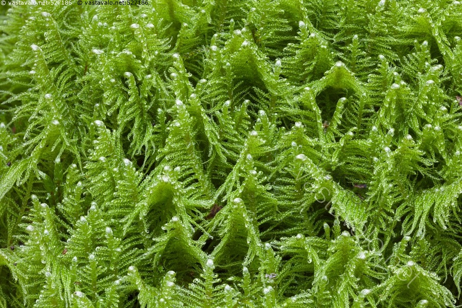 Kuva Sulkasammal Ptilium Crista castrensis Ptilium Crista kuva-sulkasammal-ptilium-crista-castrensis-ptilium-crista