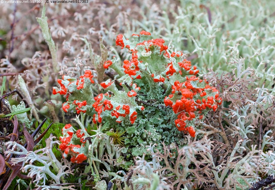 Kuva Punaista Torvij k l Cladonia J k l J k l t Kaunis kuva-punaista-torvij-k-l-cladonia-j-k-l-j-k-l-t-kaunis