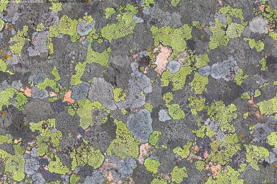 kuva-j-k-li-kalliolla-keltakarttaj-k-l-rhizocarpon-geographicum