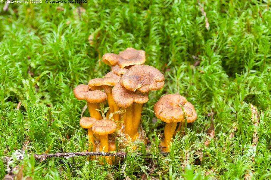 kuva-ensimm-iset-suppilovahverot-cantharellus-tubaeformis-fungi