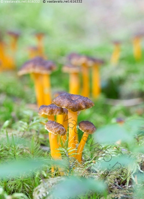 kuva-kosteikkovahvero-cantharellus-lutescens-vahvero