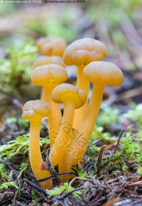 Kuva Rustonupikka Leotia Lubrica Rustonupikka Sieni Keltainen kuva-rustonupikka-leotia-lubrica-rustonupikka-sieni-keltainen