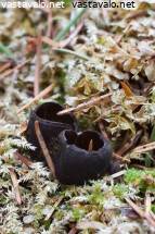 Bang Bros suku puoli videot